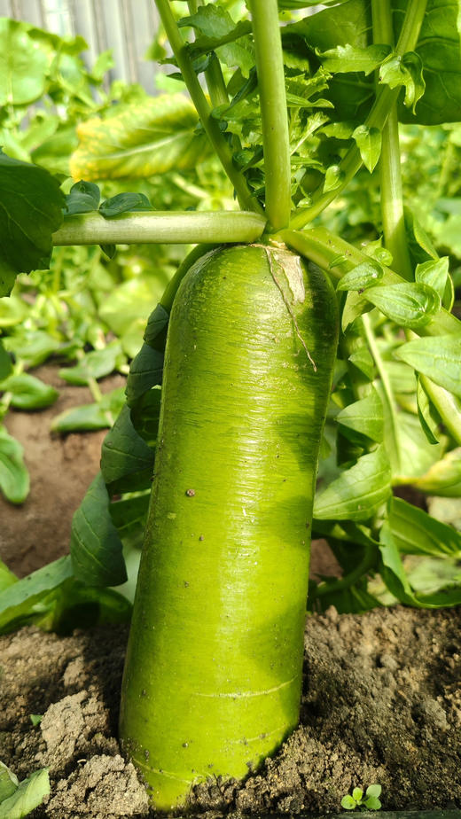 【张北野菜夫人3.8女神节活动集合】西芹、水果萝卜、土豆、洋葱 商品图2