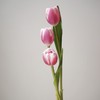 郁金香丨粉色海岸丨10枝 商品缩略图0