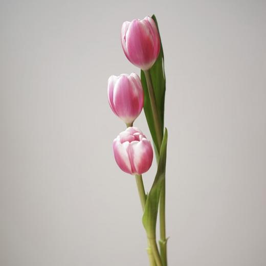郁金香丨粉色海岸丨10枝 商品图0