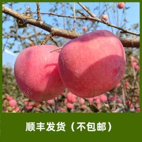2025年「红富士」苹果（发顺丰快递，不包邮）