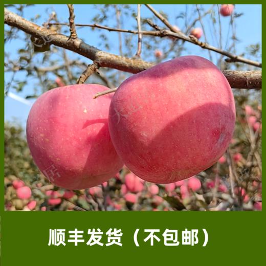 2025年「红富士」苹果（发顺丰快递，不包邮） 商品图0