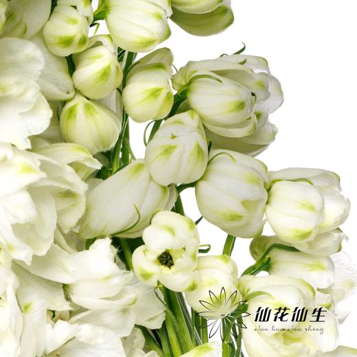 配花 | 大飞燕白色 商品图3