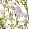 配花 | 小飞燕粉色 商品缩略图3