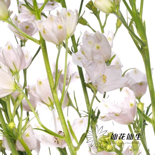 配花 | 小飞燕粉色 商品图3