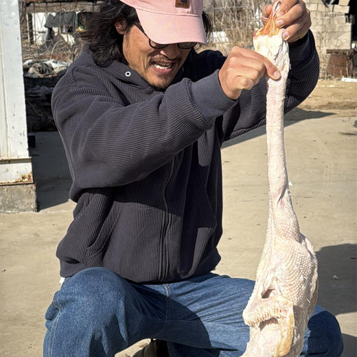 散养大鹅丨生态散养，吃草，粮食，海蛎子长大的肉就是香，手工宰杀，拔毛，肉质紧实。⭐️顺丰空运 商品图0