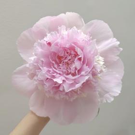 芍药丨佩尔｜买一送一