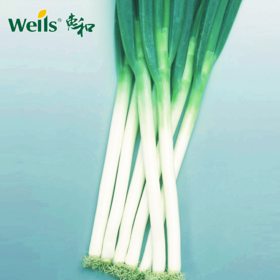 「专业种子」荣耀 大葱杂交种子 商品性、整齐度突出