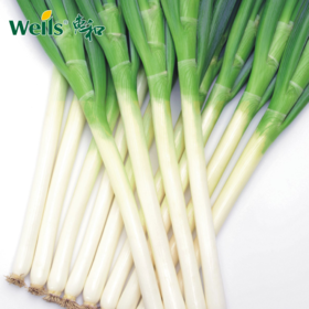 「专业种子」惠和六号 大葱杂交种子 可夏秋-秋冬收获的品种