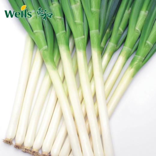 「专业种子」惠和六号 大葱杂交种子 可夏秋-秋冬收获的品种 商品图0