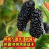 桑葚干新疆免洗无沙黑桑葚干桑椹子头茬大果 手工选择 直接嚼着吃 商品缩略图0