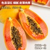 【海南三亚】水果木瓜 现摘现发，细腻香甜，入口即化 直接吃/拌酸奶/炖甜品/打奶昔等吃法多样 商品缩略图5
