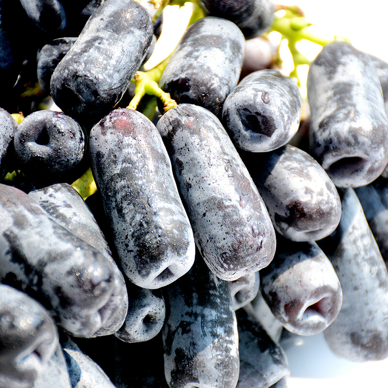 【会员41.5/斤】澳大利亚进口蓝宝石金手指无籽黑提