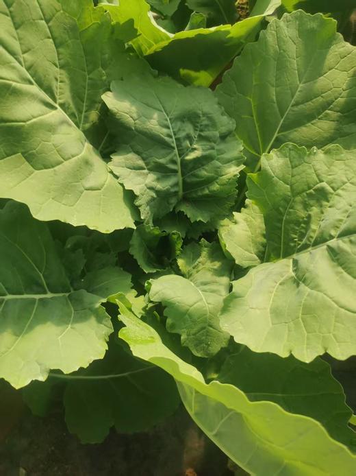 板蓝根青菜 | 有机 商品图1