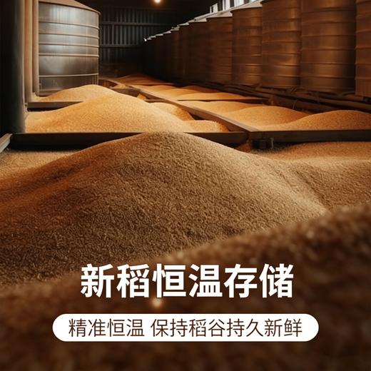 【新米】当年新稻新米5kg真空 商品图3