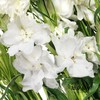 配花 | 大飞燕白色 商品缩略图4