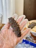 宠爱季 · 遇见更美的自己【顺丰发货！爆款大连即食海参】5A7A海参，拒绝任何成分的添加，营养丰富 商品缩略图3