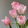 郁金香丨头等舱丨10支 商品缩略图1
