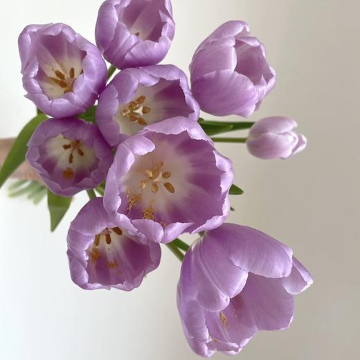 郁金香丨辛夷丨10支 商品图1