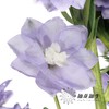 配花 | 大飞燕浅紫 商品缩略图1
