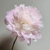 芍药丨佩尔 商品缩略图2