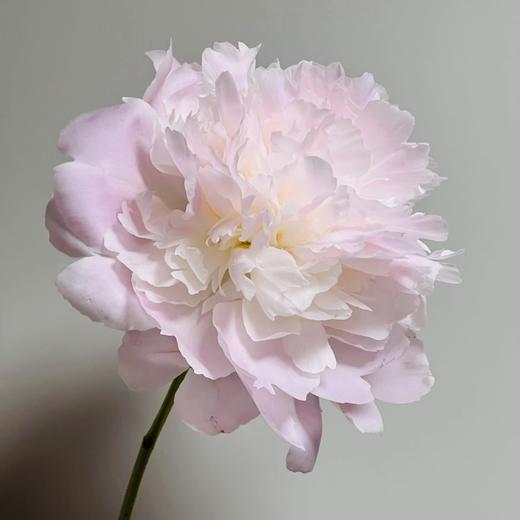 芍药丨佩尔 商品图2