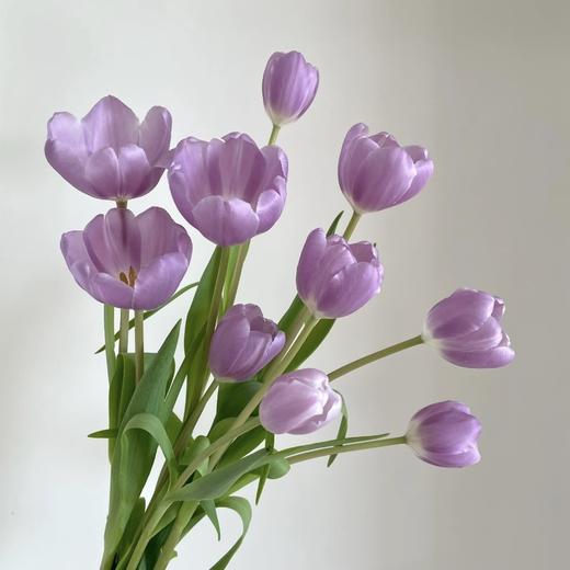 郁金香丨辛夷丨10支 商品图2