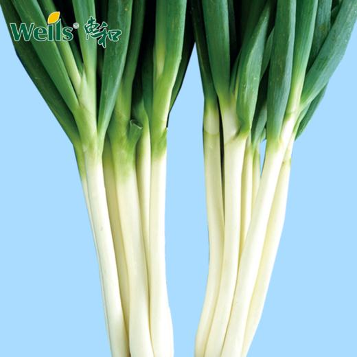 「专业种子」三春 大葱大田用种种子 （买1送1，咨询客服） 商品图0