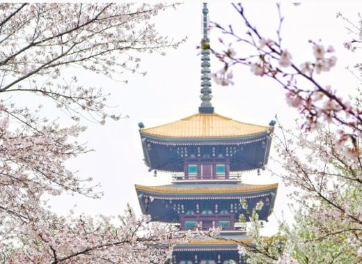 【春季赏花】<江城武汉·盛世三峡·高铁4日游 >武汉大学樱花、东湖樱花、黄鹤楼、户部巷、三峡大坝、两坝一峡、荆州古城 商品图0