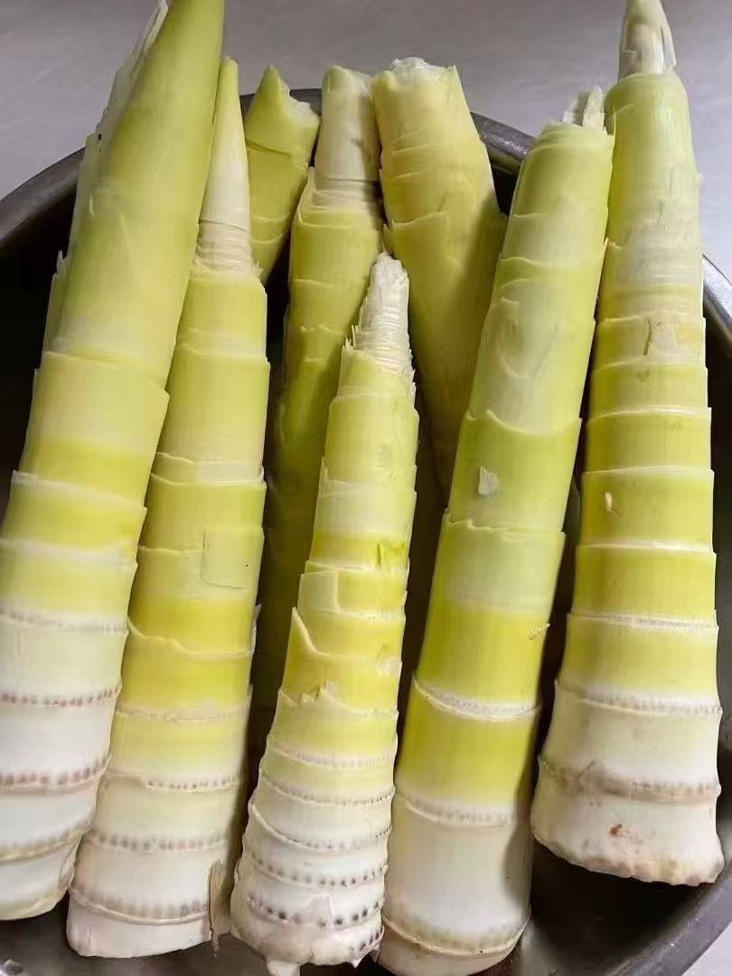 临安天目山雷春笋