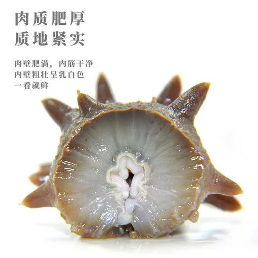 热卖中！！【顺丰直发】忘舌特级鲜食海参 6头帝王参 免泡发 500g/包 商品图6