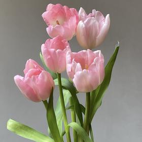 郁金香丨头等舱丨10支