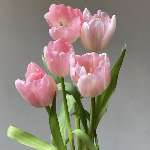 郁金香丨头等舱丨10支 商品图0