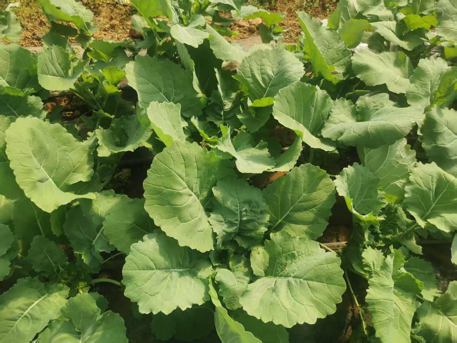 板蓝根青菜 | 有机