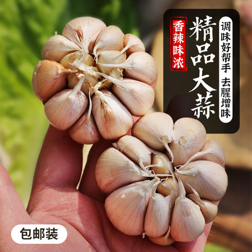 【包邮】农家自种紫皮大蒜 皮薄肉厚 蒜掰肥大 干蒜 腌制腊八蒜 商品图0