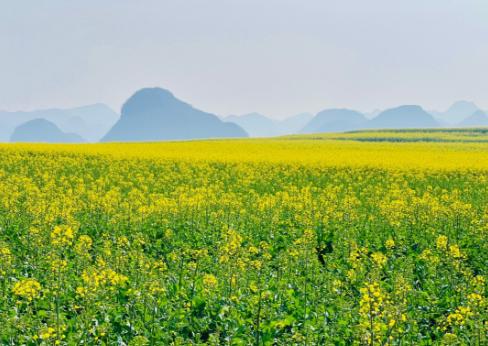 【春季赏花】<广西+云南+贵州4天动车团>罗平油菜花海、世界第一大桥•花江峡谷大桥、中国天鹅堡•吉隆堡、“牂牁江”北盘江大峡谷、“小纳木错”凌云浩坤湖、梦幻风雨桥廊 商品图0