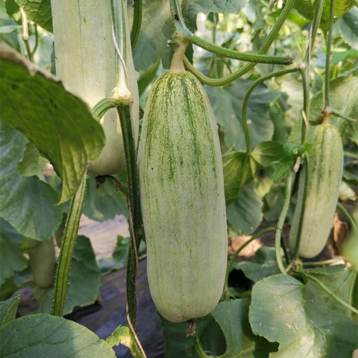 [屁侠推荐]山东头茬羊角蜜 脆甜清爽 皮薄肉嫩 现摘现发 京东快递 商品图1