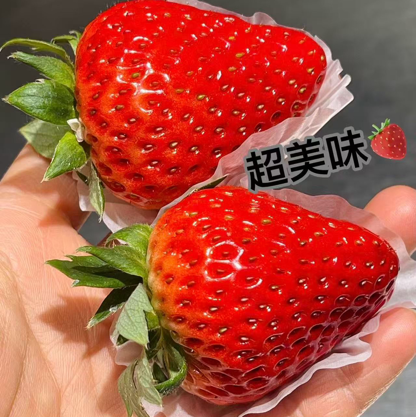 丹东99草莓-3盒装