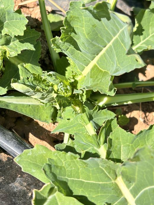 板蓝根青菜 | 有机 商品图2