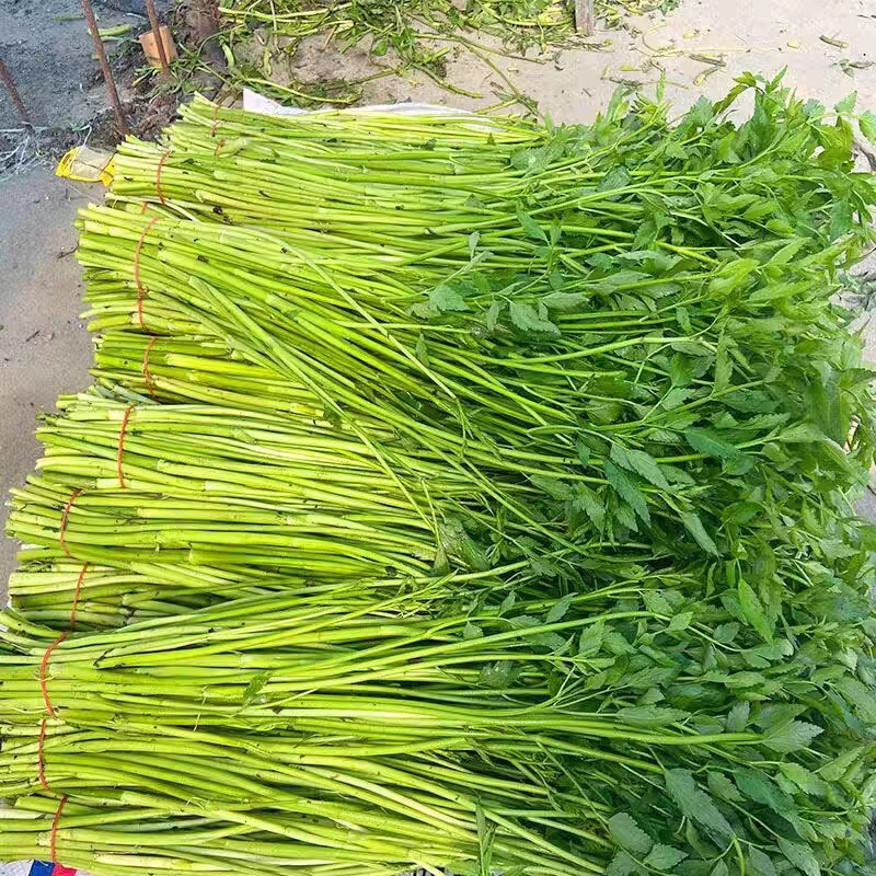 水芹菜，1斤