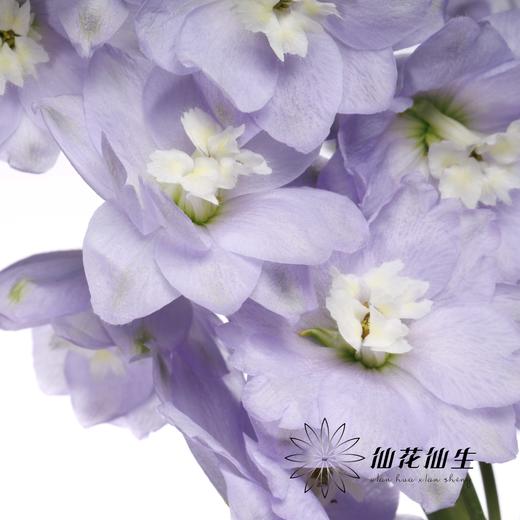 配花 | 大飞燕浅紫 商品图5