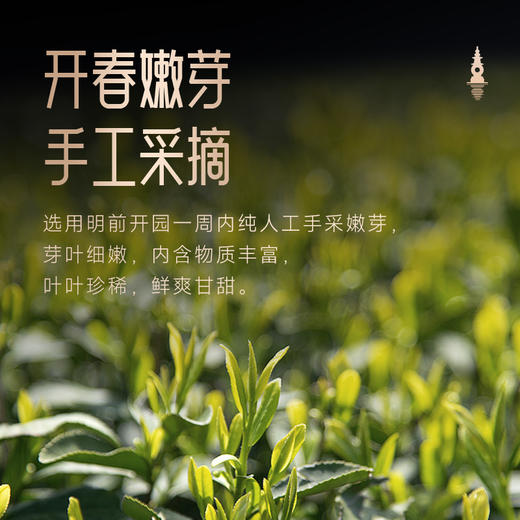 【新茶上市】艺福堂2026年早春龙井茶50g/罐 商品图4