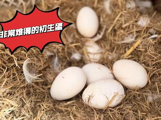 散养鹅蛋丨吃粮食/谷物长大的 蛋清浓稠 蛋黄紧致 腥味小，个头大小不一，介意慎拍‼️现产现发，不接急单！⭐️顺丰快递 商品图7