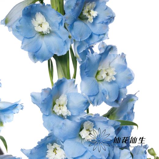 配花 | 大飞燕浅蓝 商品图3