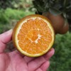 【果蔬精选】秭归巧克力橙 又称黑美人脐橙  果皮超薄 酸甜爆汁 原产地现摘现发 商品缩略图4