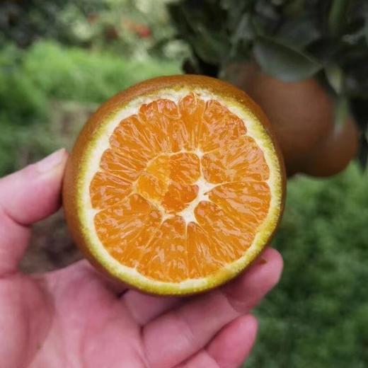 【果蔬精选】秭归巧克力橙 又称黑美人脐橙  果皮超薄 酸甜爆汁 原产地现摘现发 商品图4