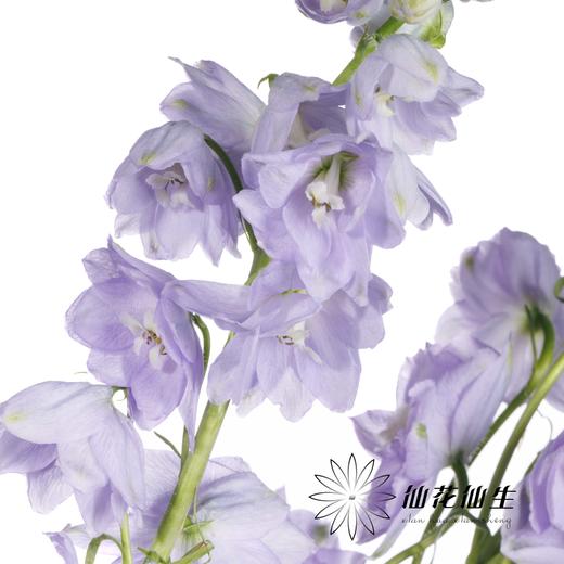 配花 | 大飞燕浅紫 商品图3