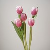 郁金香丨粉色海岸丨10枝 商品缩略图1
