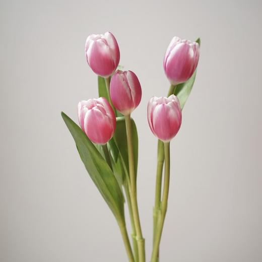 郁金香丨粉色海岸丨10枝 商品图1