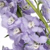 配花 | 大飞燕浅紫 商品缩略图0