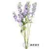 配花 | 大飞燕浅紫 商品缩略图2